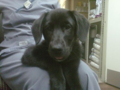 Fiona - LFS