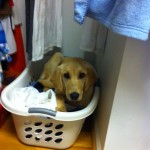 Dora in Hamper Dora in Hamper