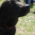 Gracie 5