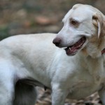 Adele LFS adoptable dog