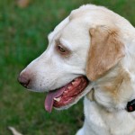 Adele Labrador Friends adoptable dog 6