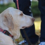 Its a Lab Thing Labrador Friends of the South Adoption Day 11-17-12 -81