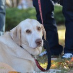 Its a Lab Thing Labrador Friends of the South Adoption Day 11-17-12 -82