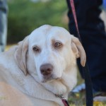 Its a Lab Thing Labrador Friends of the South Adoption Day 11-17-12 -83