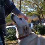 Its a Lab Thing Labrador Friends of the South Adoption Day 11-17-12 -86