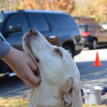 Its a Lab Thing Labrador Friends of the South Adoption Day 11-17-12 -96