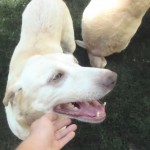 Labrador Friends of the South - Adele