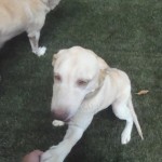 Labrador Friends of the South - Adele