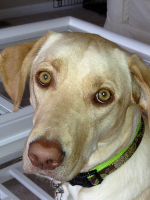 Dudley Lab Puppies