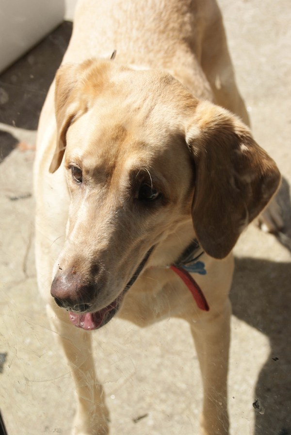 Bodie Adopted 8/2/2013 Labrador Friends of the South