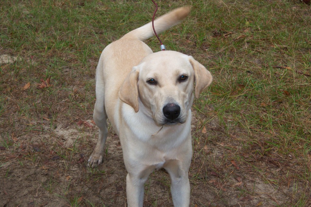 Lab Friends of the South Buddy2