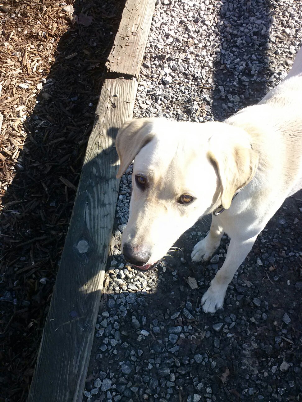 Labrador Friends of the South -Buddy gccr4