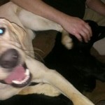 He loves other dogs