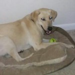 He loves to play
