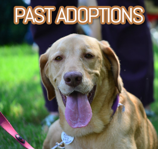 Labrador Friends of the South Yearbook