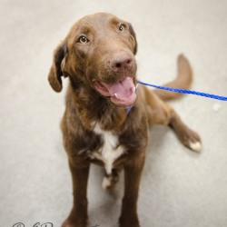 Lucy Labrador Friends of the South - Available Lab Lucy1