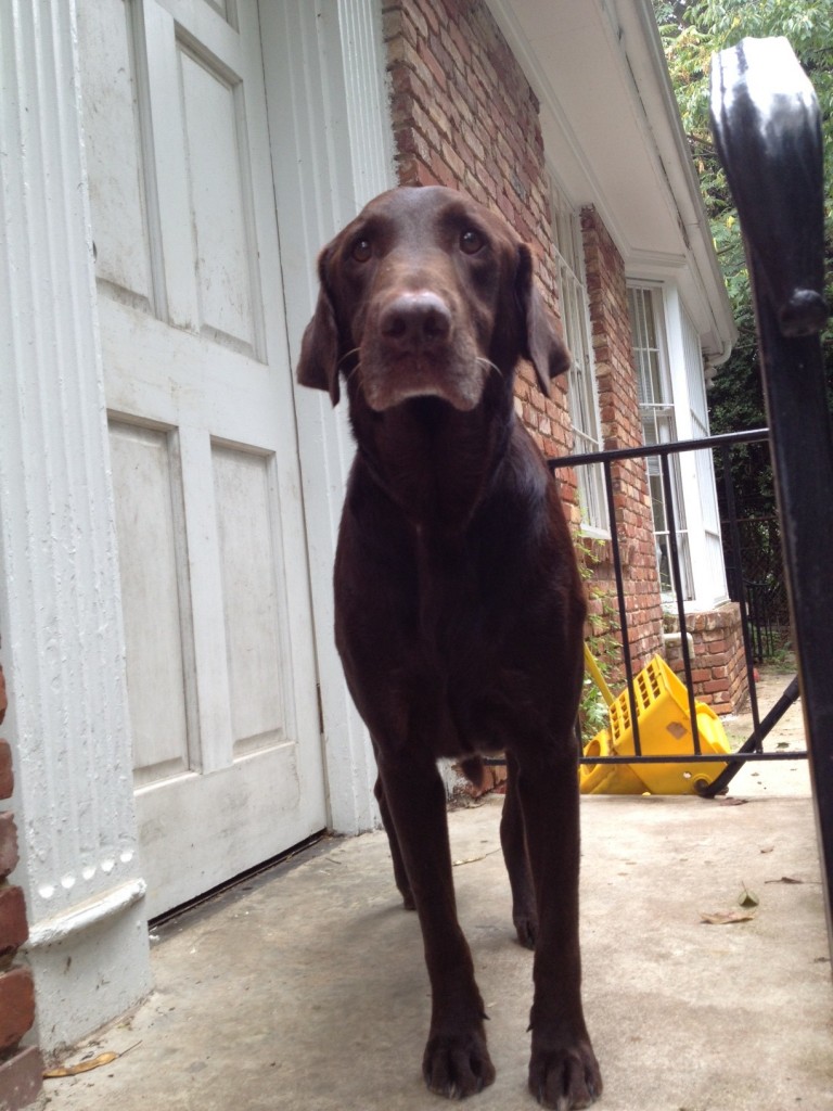Lab Friends of the South Koda Adopted