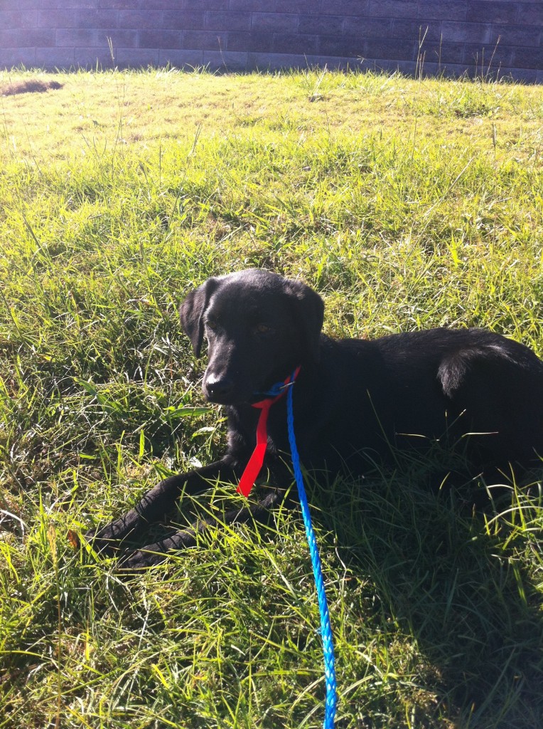 LabFriendsoftheSouthTally