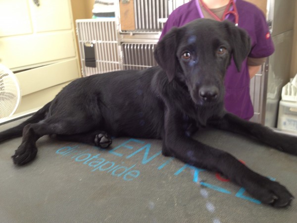 LabFriendsoftheSouthTally1