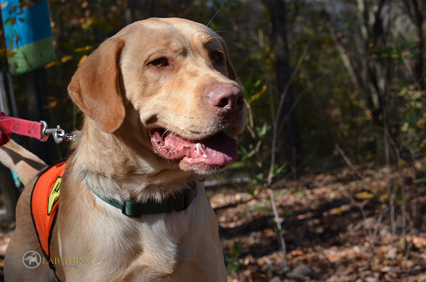 Labrador Friends of the South Foster Walk 11-10-12--149