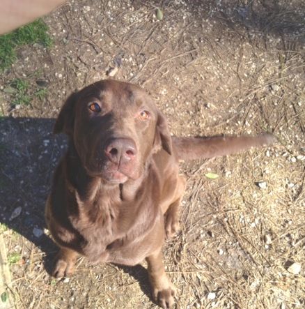 Labrador Friends of the South - Availabla Lab Ajax 2