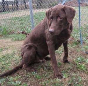 Lab Friends of the South Dooley