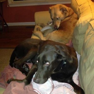 Lab Friends of the South Dooley2