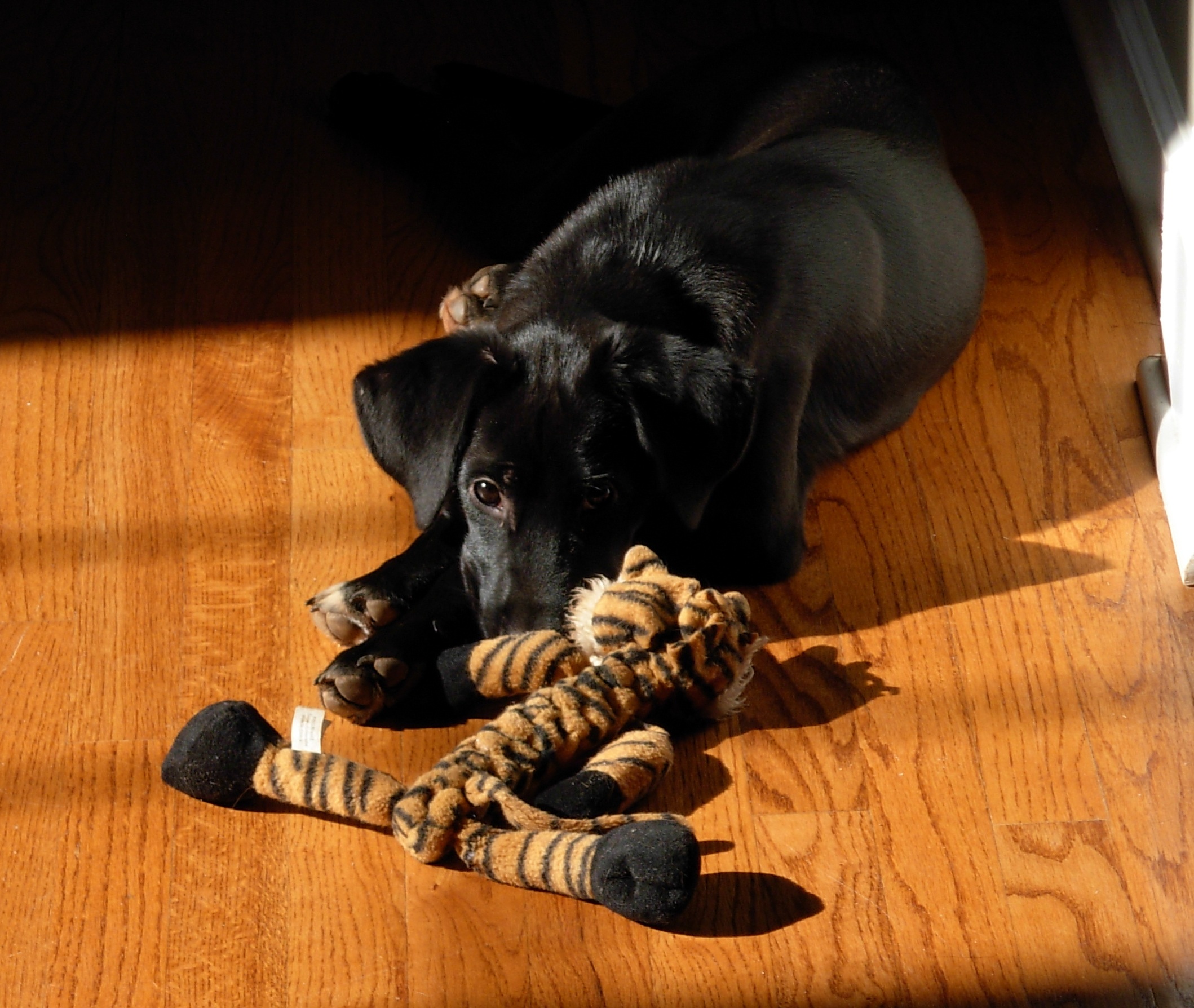 Labrador Friends of the South - Availabla Lab Kiro 11