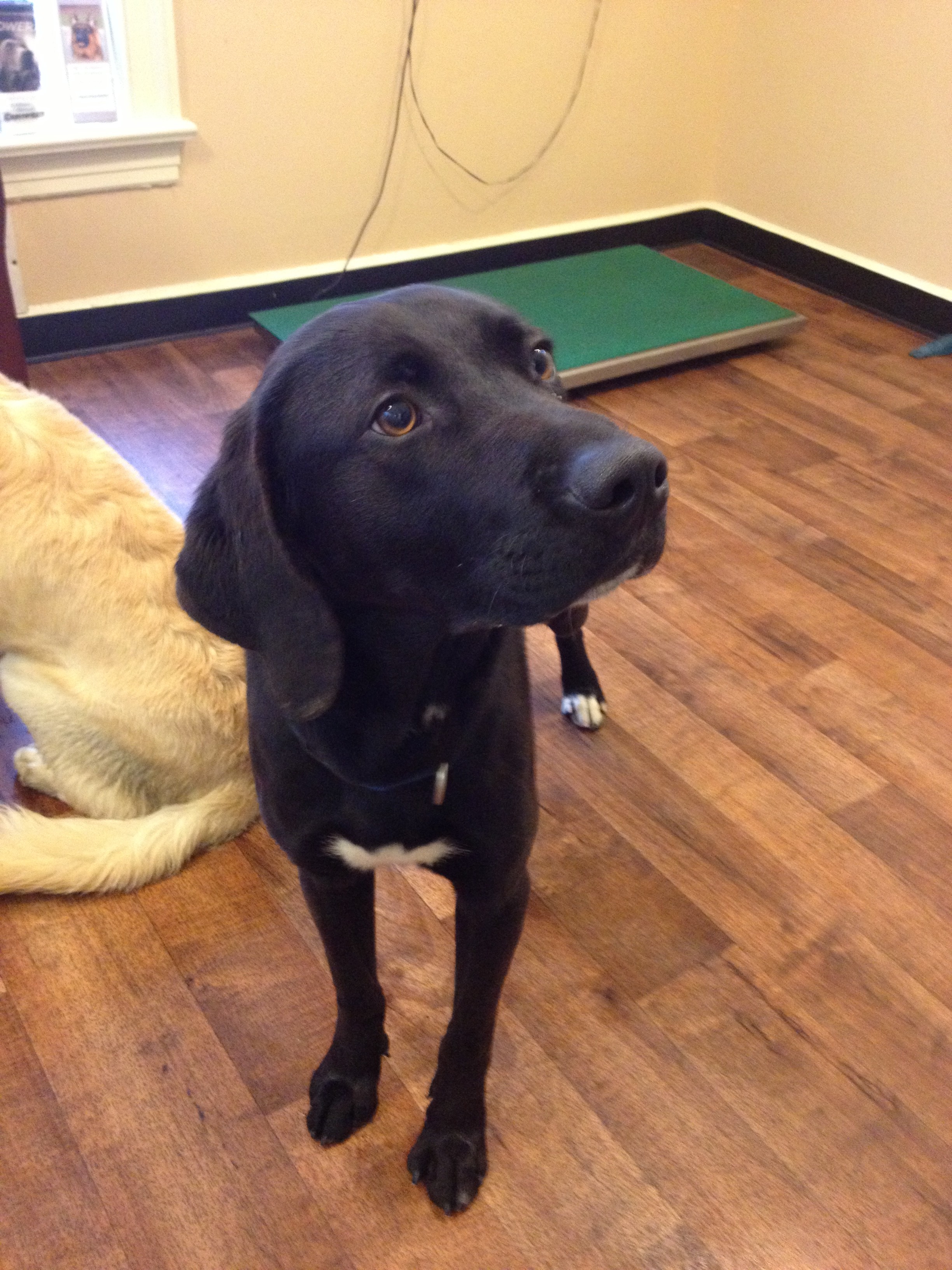 Labrador Friends of the South - Availabla Lab Langley