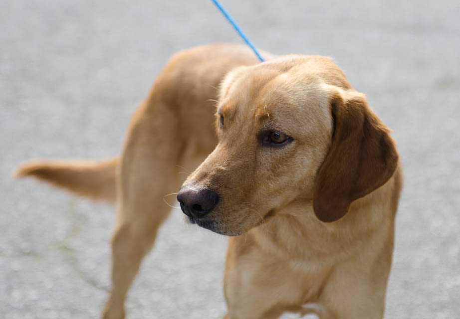 Labrador Friends of the South - Availabla Lab OC-1-3