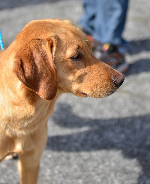Labrador Friends of the South - Availabla Lab OC-1-5