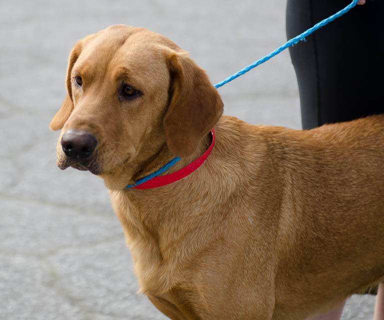 Labrador Friends of the South - Availabla Lab Red -1-5