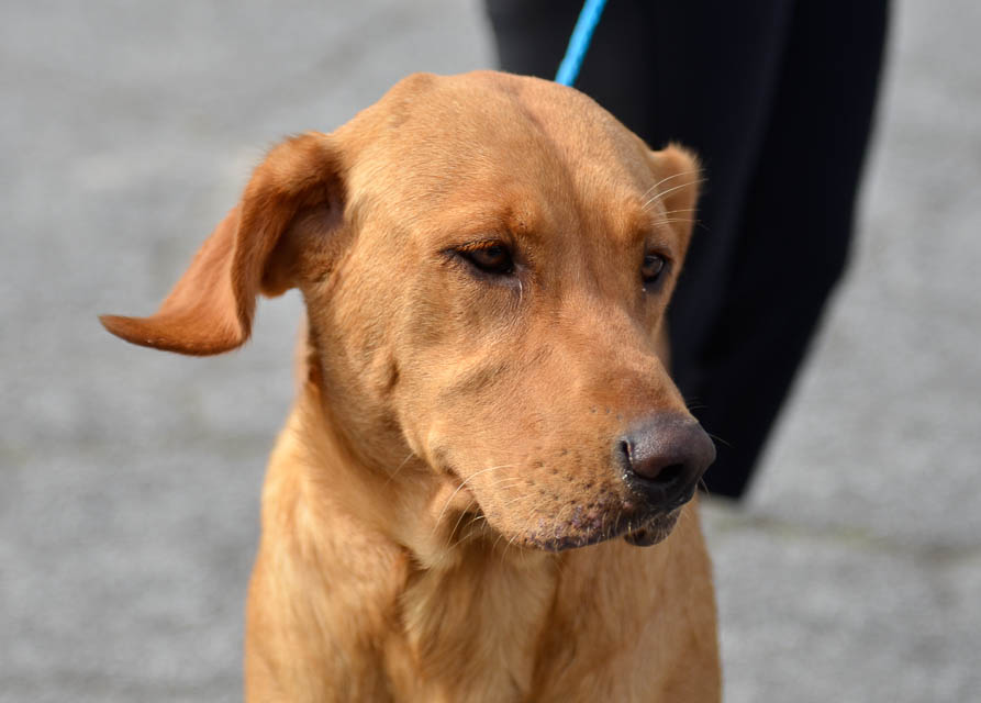 Labrador Friends of the South - Availabla Lab Red -1-7