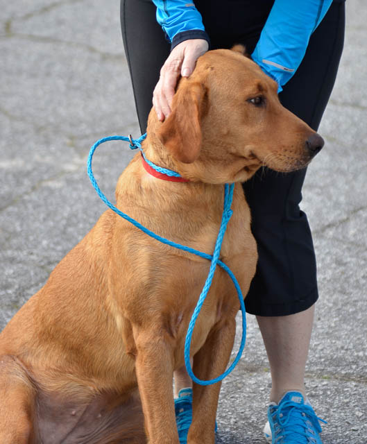 Labrador Friends of the South - Availabla Lab Red -1