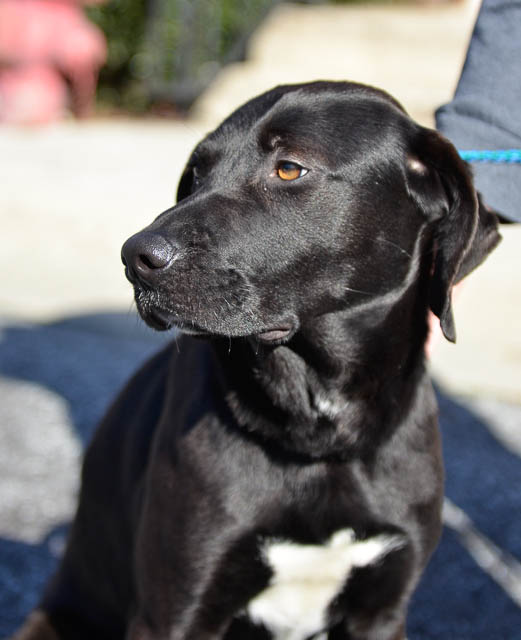 Labrador Friends of the South - Available Lab Langley-1-6