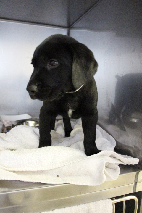 Labrador Friends of the South - Odie Available lab1