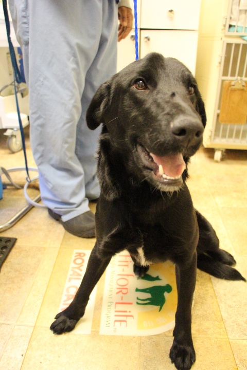 Labrafor Friends of the Sout - Available Lab Becca 1