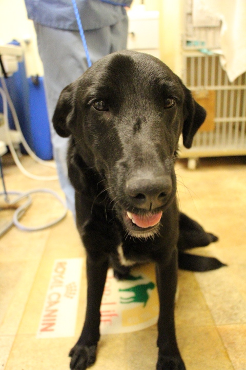 Labrafor Friends of the Sout - Available Lab Becca 2