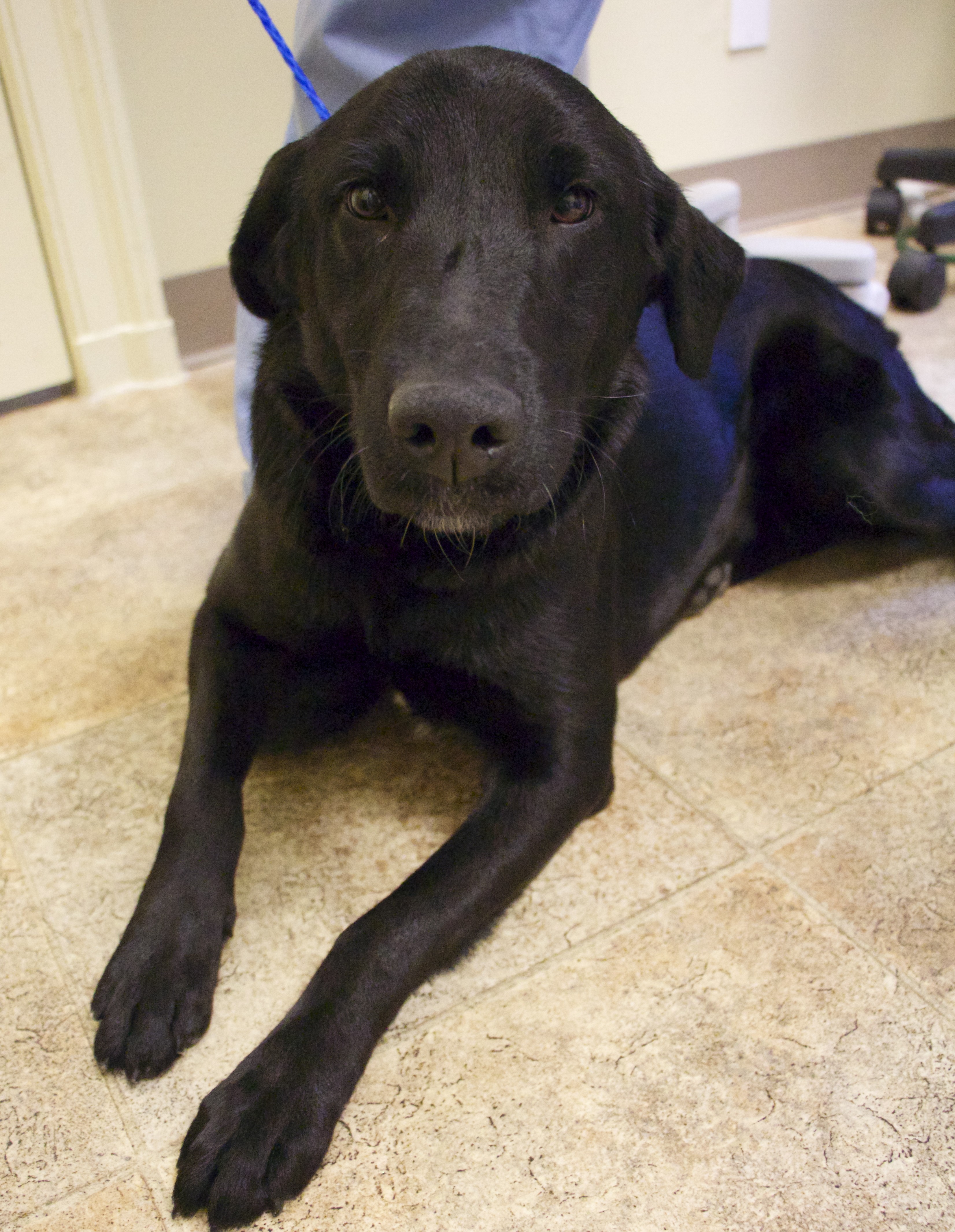 Labrafor Friends of the Sout - Available Lab Becca 3