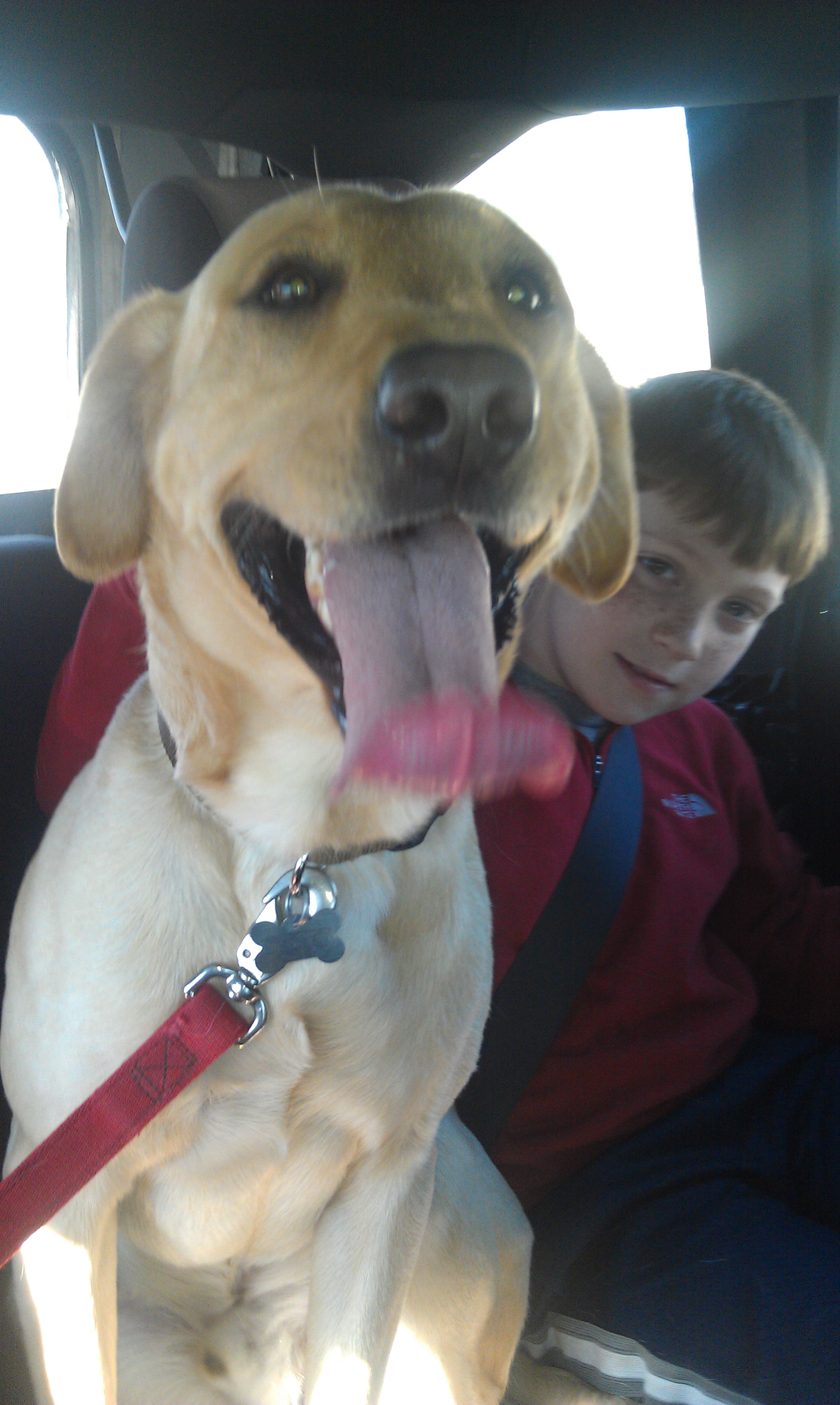 On his way to his new foster home...very excited!