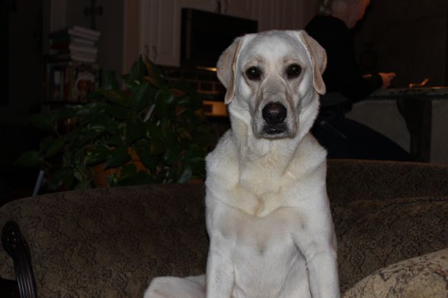 Labrador Friends of the South - Availabla Lab Marley 7