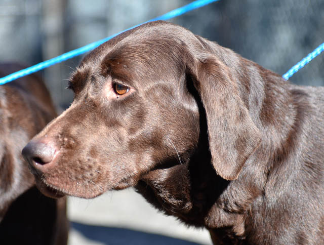 Labrador Friends of the South - Available Lab Angelina-1-10
