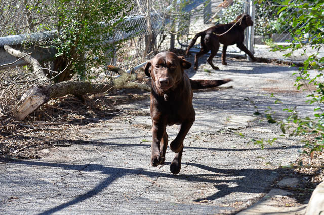 Labrador Friends of the South - Available Lab Angelina-1-3