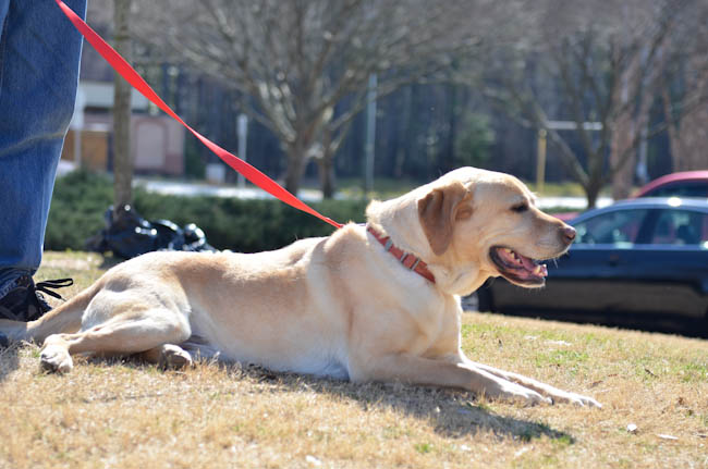 Labrador Friends of the South - Available Lab Beaux (1 of 1)