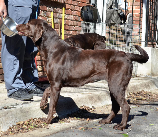 Labrador Friends of the South - Available Lab Brad-1-11