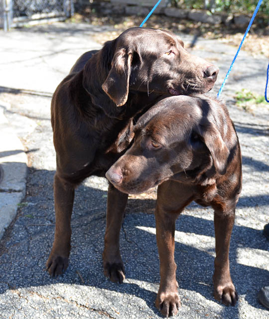 Labrador Friends of the South - Available Lab Brad-1-4