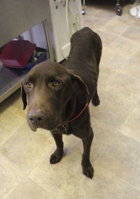 Labrador Friends of the South - Available Lab Dock 7