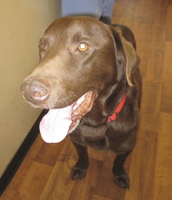Labrador Friends of the South - Available Lab Dock update 2