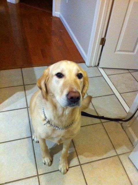 Labrador Friends of the South - Available Lab Harley OH