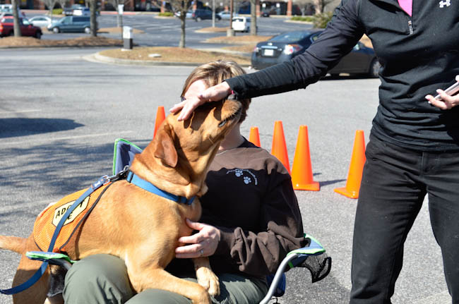 Labrador Friends of the South - Available Lab Joe (1 of 1)-2